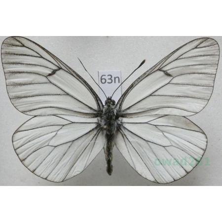 Aporia crataegi (Linnaeus, 1758) male Niestrzęp głogowiec Poland63n